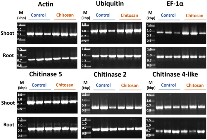 Gel images showing endpoint PCR products of six C. sativa genes including actin, ubiquitin, EF-1α, chitinase 5, chitinase 2 and chitinase 4-like comparing between three biological replicates of control and chitosan-treated plants in both shoot and root tissues. M is a DNA marker (GeneRuler 1 kb plus, Thermo Scientific) with DNA sizes in kilo base pair (kbp) unit