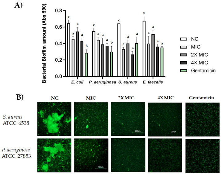 (A) Activity of CBDA against biofilms of E. coli ATCC 13762, S. aureus ATCC 6538, P. aeruginosa ATCC 27853 and E. faecalis ATCC 29212. CBDA was tested for inhibition of biofilm formation at concentrations corresponding to MIC, 2X MIC and 4X MIC against E. coli ATCC 13762, S. aureus ATCC 6538, P. aeruginosa ATCC 27853 and E. faecalis ATCC 29212. NC: negative control. Gentamycin (0.2 µg/mL) was used as positive control. Data were expressed as the mean ± SD of three individual experiments. Multiple comparisons were performed by ANOVA. Different letters (a, b, c) indicate significant differences at p < 0.05 analyzed by ANOVA. (B) Biofilms of S. aureus ATCC 6538 and P. aeruginosa ATCC 27853 were grown in 24-well plates for 24 h in the absence (NC) or presence of CBDA and stained with the LIVE/DEAD bacterial biofilm kit (SYTO-9 staining).