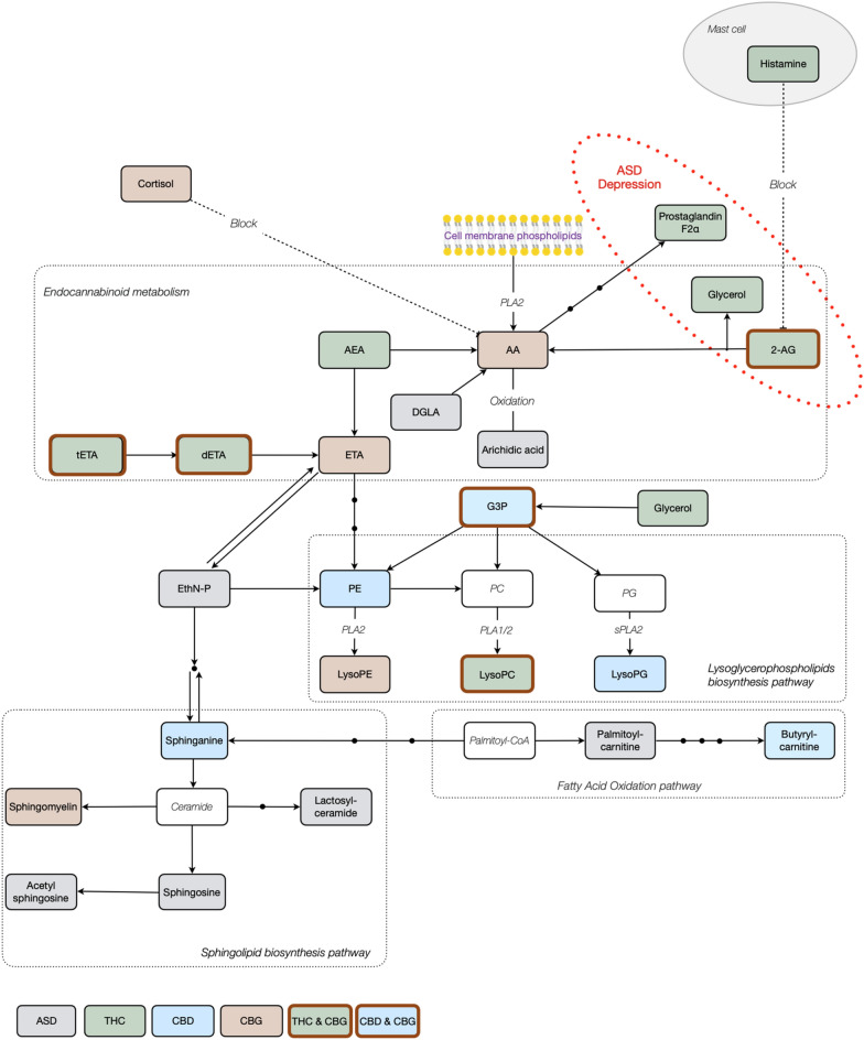 Simplified metabolic pathways associated with the differential expression of potential ASD cannabis-responsive biomarkers after THC, CBD and CBG treatment. Potential ASD cannabis-responsive biomarkers directly respond to THC (green), CBD (blue) and CBG (brown) found in the metabolic pathways of lysoglycerophospholipids, sphingolipid, fatty acid oxidation, anandamide and ethanolamine-phosphate (EthN-P), and their impact on ASD and depression, are indicated. Potential ASD cannabis-responsive biomarkers previously only identified and described in Siani-Rose (2021 and 2022) are in gray, with metabolites in white.