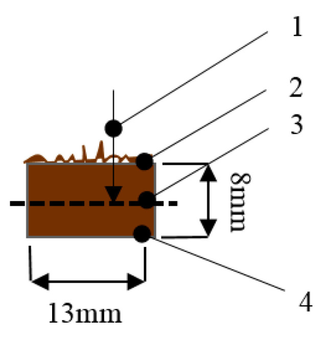 The scheme of the test sample for SEM imaging: 1—direction of investigation; 2—microorganism-affected BcB surface; 3—the middle layer of the BcB sample; 4—the entire BcB sample.