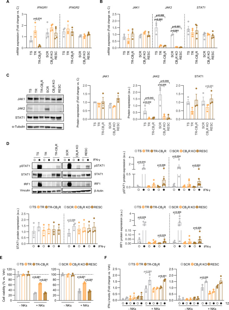 CB2R loss-driven trastuzumab resistance is associated with impaired antitumor IFN-γ signaling.mRNA (A, B) and protein (C, D) expression, as determined by qPCR and Western blot, respectively, of different components of the IFN-γ/JAK/STAT pathway in the indicated cell lines. The densitometric analysis of the WB experiments in (C, D) is shown next to representative luminograms. In (D), cells were exposed to IFN-γ for 6 h. E Cancer cell viability following 24 h co-culture with the NK cell line NK92-CD16-GFP and 1 h trastuzumab exposure. Control groups (-NK cells; first three bars in each panel) represent cancer cells cultured in the absence of NK cells. The viability of the corresponding vehicle-treated cells was set at 100% and is represented as a horizontal dotted line. F IFN-γ levels in the extracellular medium of the co-cultures described in (E), as determined by ELISA. All data, except for those in panels (A) (IFNGR1 TS group), (C) (STAT1) and D (pSTAT1 and IRF1) were normally distributed and analyzed using two-tailed one-way ANOVA and a Student’s t test [in (F)]. Non-normally distributed data were analyzed using the Kruskal-Wallis test.
