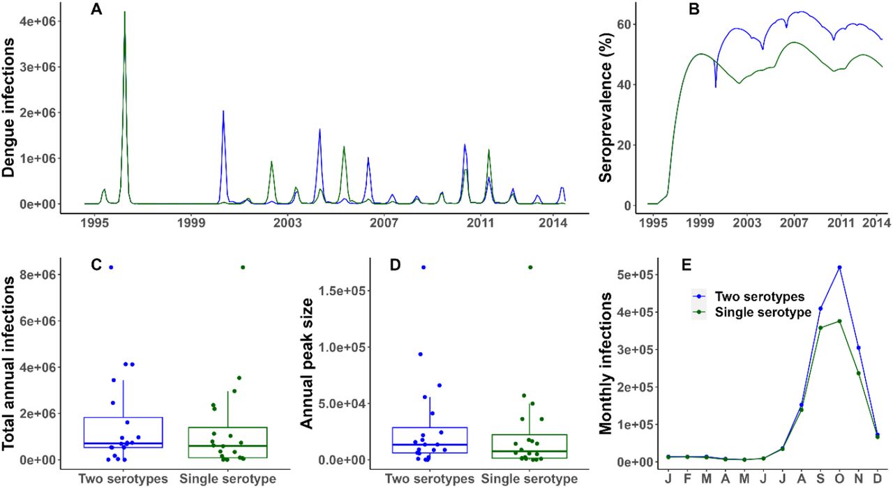 Comparison of model output using two (base-case) vs one dengue serotype (1995-2014)(A) Daily dengue infections. (B) Seroprevalence (%) of dengue. (C) Distribution of annual number of dengue infections: median for a single dengue serotype – 4.19e+5, median for two dengue serotypes – 4.53e+5. (D) Distribution of annual peak number of infections: single serotype median – 6.36e+3, Two serotypes median – 6.52e+3. (E) Seasonality of dengue shown as the mean monthly infections over the years. The single serotype dengue transmission model was not re-calibrated.