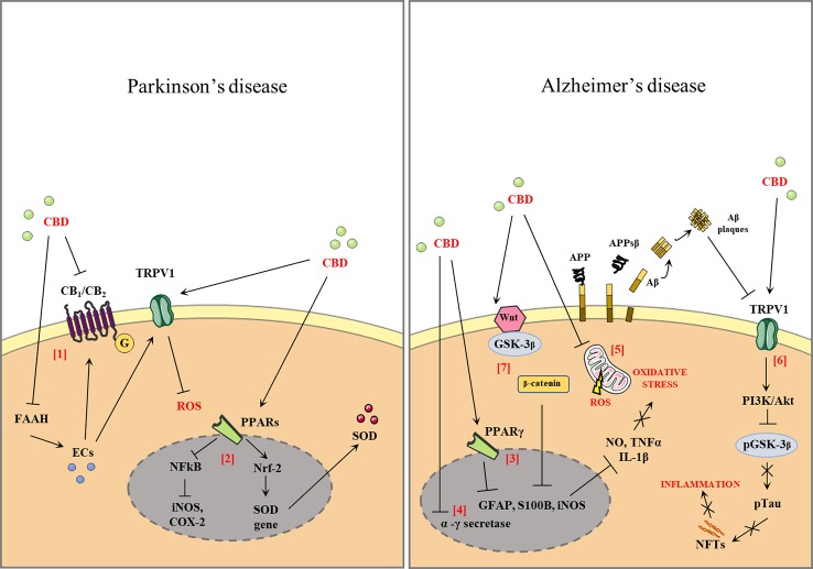 Effect of cannabidiol (CBD) in Parkinson's disease and Alzheimer' disease (AD). CBD antagonizes the action of cannabinoid receptors (CB1, CB2) acting as a reverse agonist and negative allosteric modulator of both receptors. CBD also inhibits fatty acid amide hydrolase (FAAH), resulting in increased levels of endocannabinoids (ECs). ECs activate the anti-oxidant and anti-inflammatory effects that are partially mediated by the actions of the CBD of transient receptor potential cation channel subfamily V member 1 (TRPV1) [1]. CBD binds the peroxisome proliferator-activated receptors (PPARs), antagonizes the action of nuclear factor kappa-light-chain-enhancer of activated B cells (NFkB), and reduces the expression of proinflammatory enzymes such as inducible nitric oxide synthases (iNOS), cyclooxygenase-2 (COX-2), and proinflammatory cytokines [2]. Activation of PPARγ by modulating the expression of proinflammatory mediators such as nitric oxide (NO), tumor necrosis factor α (TNF-α), interleukin 1β (IL-1β), interleukin 6 (IL-6), iNOS, and COX-2 [3]. The CBD downregulates the β- and γ-secretase genes leading to a reduction in amyloid-β (Aβ) production [4]. CBD is able to reduce the oxidative stress (OS) through the attenuation of mitochondrial dysregulation and reactive oxygen species (ROS) generation or by the decrease of the expression of several ROS generating nicotinamide adenine dinucleotide phosphate (NADPH) oxidase isoforms [5]. The stimulation of transient receptor potential vanilloid-1 (TRPV1) by CBD can activate phosphoinositide 3-kinases/protein kinase B (PI3K/Akt) signaling, which in turn inhibits glycogen synthase kinase 3 β (GSK-3β) by phosphorylation of Ser9, thus reducing tau phosphorylation [6]. CBD reduces the activity of p-GSK-3β, the active phosphorylated form of GSK3-β, and causes an increase in the Wnt/β-catenin pathway. The activation of this pathway can protect against OS and Aβ neurotoxicity in AD [7].