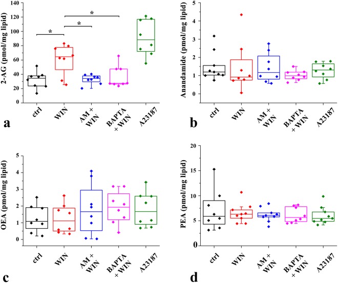 In response to the activation of their CB1-Rs, cultured spinal astrocytes produce and release 2-AG, but not anandamide, oleoylethanolamide (OEA) or palmitoylethanolamide (PEA). Box-plots showing the quantities of 2-AG (a), anandamide (b), OEA (c) and PEA (d) in pmol/mg measured with LC-APCI-MS in cultured wild-type mouse spinal astrocytes. Quantities of endocannabinoids were measured in control conditions and following the application of 10 µM WIN or the Ca2+ ionophore A23187 (5 µM). The effects of 5 µM AM251 and 5 µM BAPTA-1-AM pretreatment on WIN-evoked 2-AG production are also illustrated. Asterisks indicate significant differences between the quantities of 2-AG measured under different experimental conditions (p = 0.023, ctrl vs WIN; p = 0.040, WIN vs AM + WIN; p = 0.041, WIN vs BAPTA + WIN).
