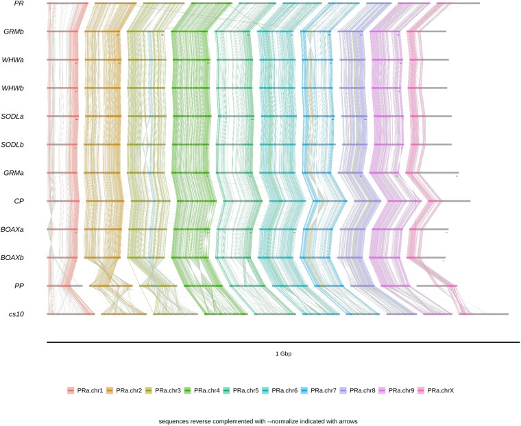 Alignment of 24-mers found in all input assemblies. In addition to PR and CP, we include the genomes whose chromosomes contributed to the scaffolding substrate (Supplementary Table 1), and also Pink Pepper (PP) and cs10, the current and previous NCBI reference assemblies. Black arrows indicate reverse-complemented chromosomes.