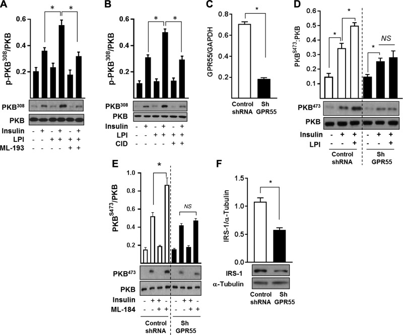 Augmentation of insulin signaling in response to GPR55 activation can be blocked by ML-193 and by shRNA-mediated receptor silencing in L6 myotubes. A, B) L6 myotubes were treated with 3 µM LPI in the presence or absence of 20 µM ML-193 (A) or 20 μM CID16020046 (B) (GPR55 antagonists) as indicated for 48 h prior to stimulation with insulin (20 nM for 10 min) or vehicle control prior to cell lysis. Resulting cell lysates were immunoblotted with antibodies against phospho-PKBT308 and PKB. C) GPR55 mRNA expression in L6 myotubes infected with lentiviral constructs containing a non-target control shRNA or GPR55 shRNA. D, E) Effects of 3 µM LPI (D) and 10 µM 1-(2,4-difluorophenyl)-5-[[2-[[(1,1-dimethylehyl)amino]thioxomethyl]hydrazinylidene]methyl]-1H-pyrazole-4-carboxylic acid methyl ester (ML-184) (E) (GPR55 agonist) on insulin signaling (phospho-PKBS473) in control (nontarget shRNA) infected myotubes and myotubes in which GPR55 had been silenced (GPR55 shRNA). F) IRS-1 protein abundance in control and GPR55-silenced L6 myotubes was determined by immunoblotting as indicated. NS, not significant. The bar values presented are the means ± sem from at least 3 independent experiments. *P < 0.05 between the indicated bars.