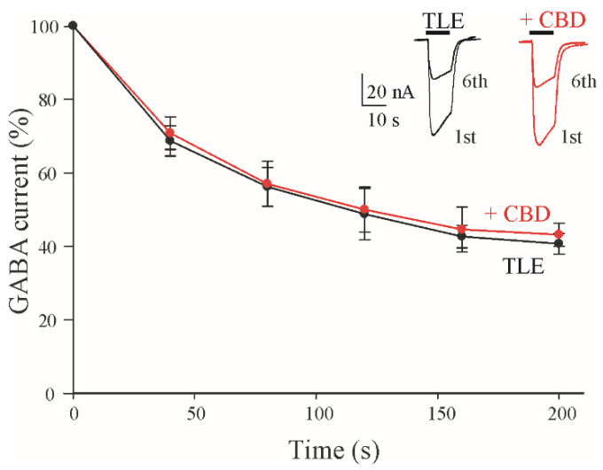 GABA current run-down in oocytes microtransplanted with mTLE tissues. Time course of GABA current run-down relative in mTLE without (●) and with (CBD) (●) application. IGABA were normalized to those elicited by the first GABA application. Data are expressed as mean ± SEM. Inset represents superimposed first and sixth GABA applications (500 μM) without (black traces) or with CBD (red traces). Black horizontal bars represent GABA application; CBD 2 μM was perfused during the run-down protocol (in red).