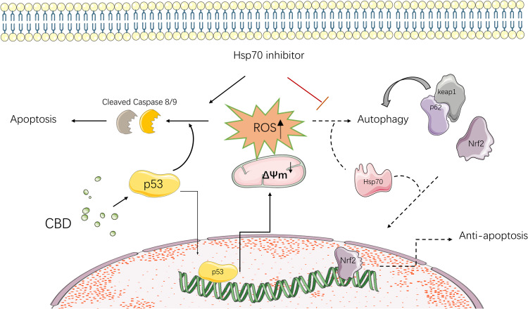 Potential mechanism of CBD in antitumor effect.Both the protective autophagy route and the programmed cell death pathway are activated in response to mitochondrial malfunction and ROS overproduction, which are caused by p53 nuclear translocation after CBD treatment. Hsp70-mediated autophagy degrades keap1, consequently, unbound Nrf2 is released for nuclear translocation and blocks p53-regulated apoptosis.