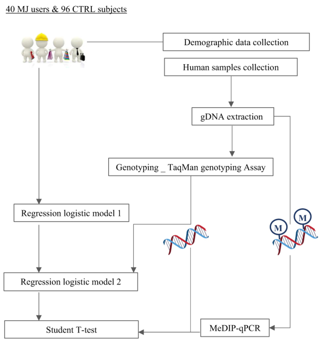 Workflow diagram