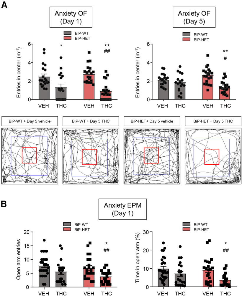 BiP modulates CB1R-evoked anxiety in vivo. Anxiety-like behaviors were measured on an experimental scheme similar to that shown in Figure 9A. A, Anxiety (normalized entries in the center, m−1) in the open-field (OF) test on day 1 (left) and day 5 (right). Arenas (with their centers outlined in red) illustrating the ambulation of a representative animal per group on day 5 are shown (bottom). B, Anxiety (left: number of entries in the open arms; right: time spent in the open arms, %) in the elevated plus maze (EPM) test on day 1. A, B: *p < 0.05, **p < 0.01 from the corresponding vehicle group, or #p < 0.05, ##p < 0.01 from the BiP-WT-vehicle group; two-way ANOVA with Tukey's multiple comparisons test (A, n = 18-20 mice per group; B, n = 20-27 mice per group).