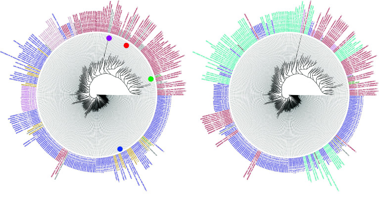 Phylogenetic tree colored by type (left) and dataset (right) using Pink pepper as reference. The tree was constructed using FastTreeMP, as in Figure 8 using WGS7DS plus Pink pepper without the McKernan et al. samples, and using Pink pepper as the reference. The trees on the left are colored by use type (red: drug; blue: hemp). Dots indicate the reference genomes (green: cs10; red: PK; blue: FN; pink: Pink pepper). On the right, they are colored by data source (red: Lynch 2016; blue: Woods 2022; green: Kannapedia; cyan: Ren 2021; orange: assembly projects).