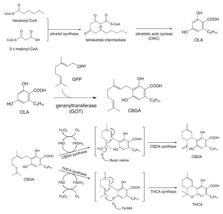 Cannabinoid biosynthesis pathway.