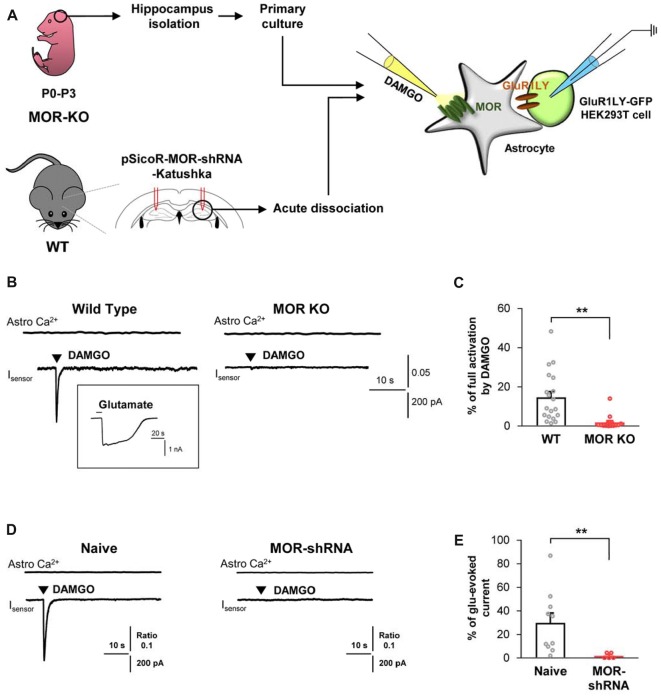 DAMGO-induced astrocytic glutamate release is caused by MOR activation. (A) Schematic diagram for sniffer-patch with primary cultured hippocampal astrocytes prepared from MOR knockout (KO) mouse or acutely dissociated astrocytes from pSicoR-MOR-shRNA-Katushka-injected hippocampus of wild-type (WT) mouse. (B) Representative traces of Ca2+ response and inward current induced by DAMGO in primary cultured hippocampal astrocyte of WT and MOR KO mice. Inset indicates an example trace of full activation current induced by bath application of 1 mM glutamate. (C) Summary bar graph for DAMGO-induced glutamate current normalized by the full activation current in WT and MOR KO mice. Numbers in the bar graph indicate the number of cells tested from at least three independent mice for each group. Unpaired t-test (**P < 0.01). (D) Representative traces of Ca2+ response and inward current naïve or MOR-shRNA-infected astrocyte. (E) Summary bar graph for DAMGO-induced glutamate current normalized by the full activation current in naive and MOR-shRNA-infected astrocytes. Numbers of tested cells are indicated on each bar. Unpaired t-test with Welch’s correction (**P < 0.01).