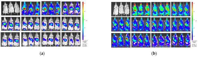 The in vivo biodistribution of DiR-labelled CP-liposome and Dir-labelled GMCP-liposome in 4T1 tumor-bearing mice. Dynamic in vivo bio-distribution of Dir-labelled CP-liposome (a) and DiR-labelled GMCP-liposome (b) at different time points (from left to right: 0 h, 0.5 h, 1 h, 2 h, 4h, 6 h, 8 h, 12 h, 24 h, 48 h, 72 h and 96 h post dose through tail vein. The fluorescent images of tumor and major organs of mice receiving DiR-labelled CP-liposomes (c) and DiR-labelled GMCP-liposomes (d) 16 h post dose (from left to right: tumor, heart, liver, spleen, lung, kidney, and brain) (n = 6, mean ± SD) and their Fluorescence semi-quantitative analysis (e for CP-liposomes, f for GMCP-liposomes).