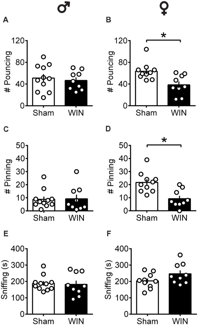 Sex-specific alteration of play behavior in pubescent rats 24 h after a single in vivo cannabinoid exposure. Twenty-four hours following a single exposure to WIN55,212-2 (WIN, 2 mg/kg, s.c.), pouncing was normal in male pubescent rats (A) in contrast to female littermates (B) whom displayed a marked reduction in the number of pouncing compared to Sham animals. Twenty-four hours following WIN exposure, pinning was similar to that of Sham animals in males (C) but was largely reduced in female littermates (D). WIN-exposed rats of both sexes (E, Male; F, Female) spent similar time sniffing the congener compared to their respective Sham groups. Data represent mean ± SEM. Scatter dot plot represents a pair of animals. *p < 0.05, Mann-Whitney U-test. ♂ Males (Sham n = 11 pairs; WIN n = 9 pairs); ♀ Females (Sham n = 10 pairs; WIN n = 9 pairs).