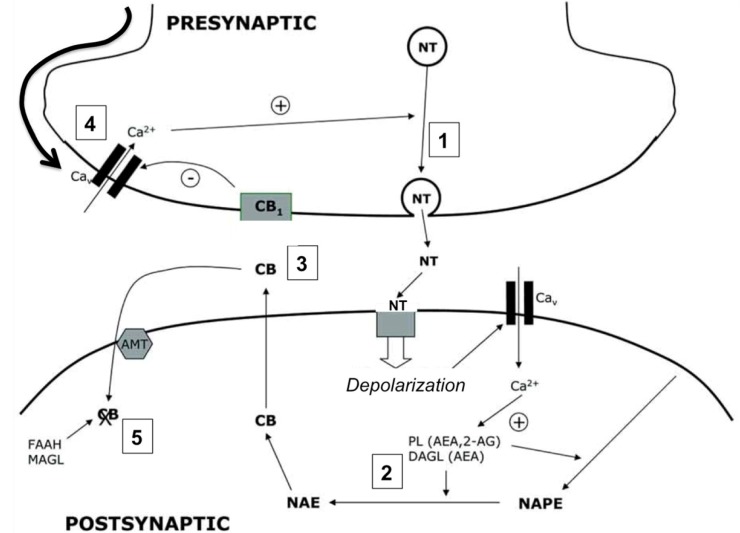 Cannabinoids as mediators of neuronal retrograde signaling. The presence of cannabinoid receptors (CBRs) on presynaptic neurons modulates the release of neurotransmitter to the synapsis. The action potential in the presynaptic neuron causes the fusion of neurotransmitter vesicles with the plasma membrane (1). The binding of the neurotransmitter to its postsynaptic receptors induces the depolarization of the postsynaptic membrane and the accumulation of Ca2+ in the cytoplasm, inducing the activation of calcium-dependent enzymes in charge of the biosynthesis of endocannabinoids (PL, DAGL) (2). Cannabinoids produced de novo diffuse through the postsynaptic membrane, binding to the presynaptic CBRs (3). The activation of CBRs promotes the hyperpolarization of the presynaptic membrane (4) and modulates the release of neurotransmitter, regulating synaptic transmission. Endocannabinoids are internalized by a selective transporter (AMT) and degraded by specific enzymes (FAAH, MAGL) (5).