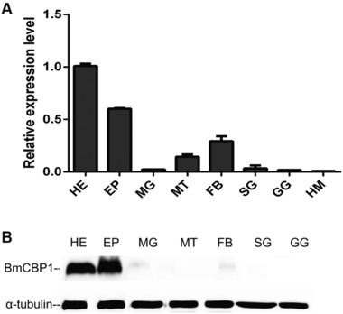 Analysis of BmCBP1 in various prepupal tissues. (A) Quantitative polymerase chain reaction analysis of BmCBP1 mRNA in various prepupal tissues. (B) Western blot analysis of BmCBP1 protein in various prepupal tissues: HE, head; EP, epidermis; MG, midgut; MT, Malpighian tubule; FB, fat body; SG, silk gland; GG, genital gland; HM, hemolymph.