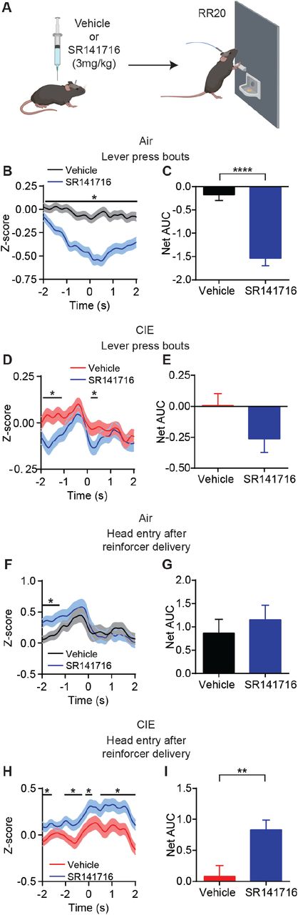 CB1 receptor antagonist restores OFC terminal activity for outcome encoding(A) Schematic that depicts injections with vehicle or SR141716 followed by an operant session under a random ratio 20 (RR20) schedule of reinforcement in Air (n = 9 mice, 3 vapor cohorts) and CIE (n = 11 mice, 3 vapor cohorts). (B) Z-score of ΔF/F GCaMP6s trace recorded in OFC terminals during lever press bouts in mice injected with vehicle or SR141716 and (C) net area under the curve (AUC) for each signal in Air and (D), (E) CIE mice. (F) Z-score of ΔF/F GCaMP6s trace recorded in OFC terminals during the first head entry after reinforcer delivery in mice injected with vehicle or SR141716 and (G) net area under the curve (AUC) for each signal in Air and (H), (I) CIE mice. Data points and bar graphs represent mean ± SEM. Two-sided FDR-corrected permutation test or unpaired two-tailed t-test, *p < 0.05, **p < 0.01, ****p < 0.0001