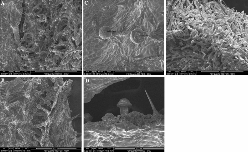 (A) Red Bordeaux extracted flower/leaf parts. (B) Red Bordeaux extracted flower/leaf parts. (C) Red Bordeaux extracted leaf with non-destructed glandular trichomes. (D) Red Bordeaux extracted leaf with non-destructed glandular trichomes and well preserved cystolithic trichomes. (E) Cherry Wine extracted flower/leaf parts.