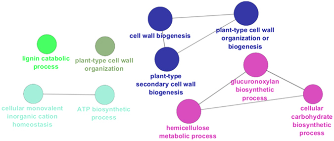 GOE analysis of the MID region. Different colours indicate different ontologies. The bigger the circle, the higher the statistical significance.