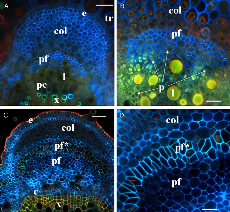 Cross-sections of the top part of a hemp stem, stained with Calcofluor White. (A and B) Primary phloem fibres at a distance of 10 mm from the SAM. The fibre bundles are being formed in the inner part of the cortex; parenchyma cells (p) and laticifers (l) are present between the fibres and the procambium. (C and D) Primary phloem fibres at a distance of 80 mm from the SAM. Bundles of primary phloem fibres (pf) are already formed meaning that the intrusive growth has ceased. Fibres located at the bundle side closest to the stem periphery are the first to start secondary cell wall deposition. e, epidermis; col, collenchyma; pc, procambium; pf*, primary phloem fibres with thickened cell wall; tr, trichome. Bar: A and C = 50 µm, B and D = 20 µm.
