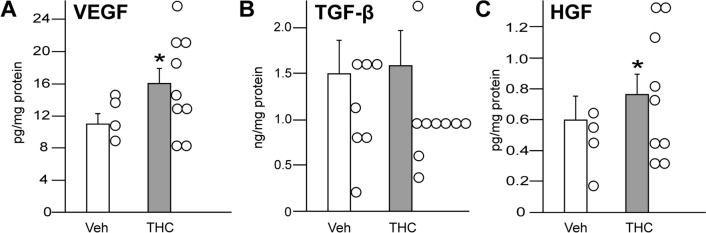 Influence of THC treatment on growth factor concentration in adipose tissue of mice. Animals received a daily injection (s.c.) of either vehicle (Veh) or THC solution (3 mg/kg BW). After 21 days, adipose tissue was collected to determine growth factor content by sandwich ELISA: A VEGF, B TGF-β1, C HGF. The concentration of each factor is indicated per mg of the whole protein amount. Data are expressed as mean values (+ SEM) with the data points in a scatter plot. The number of animals were n = 9 per group. Statistical analysis was performed by Student’s t-test; *p ≤ 0.05