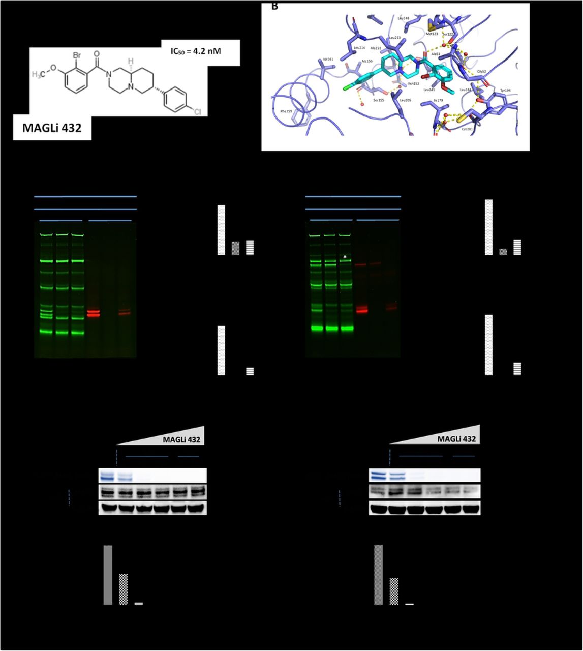 MAGLi 432 blocks MAGL in human and mouse brain lysates in a selective and potent manner.(A) Chemical structure of MAGLi 432 with an IC50 = 4.2 nM in human MAGL as determined by enzymatic assays. (B) X-ray co-crystal structure of MAGLi 432 (cyan) with human MAGL (blue). View of the active site of human MAGL (blue) reveals a non-covalent binding of the inhibitor. Interactions of MAGLi 432 with the catalytic Ser122 are mediated through the amide carbonyl group via a water molecule located in the oxyanion hole. Hydrogen bonds are depicted as yellow dashed lines. Selective MAGL inhibition by MAGLi 432 in human (C-E) and mouse (F-H) brain lysates was determined by competitive activity based protein profiling (ABPP). Brain lysates were incubated with DMSO, 10 μM MAGLi 432 or 10 μM JZL 184 and then with either a broad serine hydrolase activity-based probe (TAMRA-FP, green) or the MAGL-specific probe (red) before samples were loaded on a gel. Green fluorescent bands reveal serine hydrolases not inhibited by MAGLi 432. Red fluorescent bands reveal active MAGL not blocked by MAGLi 432. The normalized signal intensity was quantified as the average signal intensity for each MAGL fluorescent band (green or red) divided by the total protein signal intensity (Coomassie Brilliant Blue staining, Fig. S1) in human (D,E) and mouse (G,H) brain lysates (n = 2). (I-L) Assessment of MAGL potency was measured by competitive ABPP after incubation with ascending doses of MAGLi 432 in human (I) and mouse brain lysates (J) followed by incubation with the MAGL-specific probe. (K, L) The average signal intensities of active MAGL and total MAGL protein in human (K) and mouse (L) brain lysates were quantified as the total detectable active MAGL signal (ABPP) divided by the total the MAGL protein/β-actin signal (n = 2).