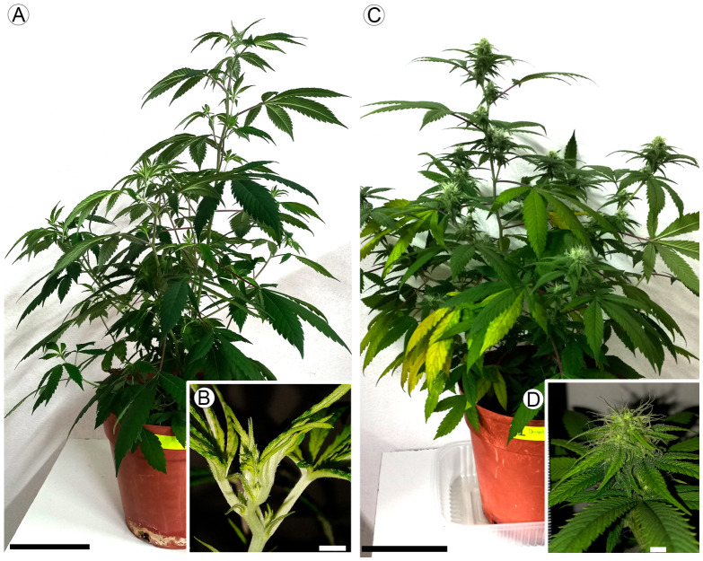 Shoot architecture of female Cannabis sativa under contrasting photoperiods. (A,B) Long-day photoperiods (LDPs): plant habit and detail of the shoot apex with axillary female flowers. (C,D) Short-day photoperiods (SDPs): plant habit and detail of the reproductive apex with condensed female inflorescences. Scale bars: (A,C) = 10 cm; (B,D) = 5 mm.
