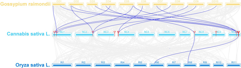 Synteny analysis of the COL genes between cannabis and 2 representative species. Coloured lines highlight the colinear gene pair, while grey lines indicate the syntenic blocks within cannabis and other plant genomes
