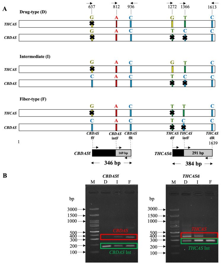 (A) THCAS and CBDAS specific primers at 3′ position for Cannabis types for prediction including Drug-type, Intermediate, and Fiber-type. The forward and backward arrows indicate the directions of the forward and reverse primers, respectively. (B) Expected PCR products (red box indicated) for THCASd (384 bp) and CBDASf (346 bp) with their internal controls (green box indicated) including THCASint (291 bp) and CBDASint (169 bp). The arrows indicate DNA bands of defined base pair sizes in the standard DNA ladder (lane M).