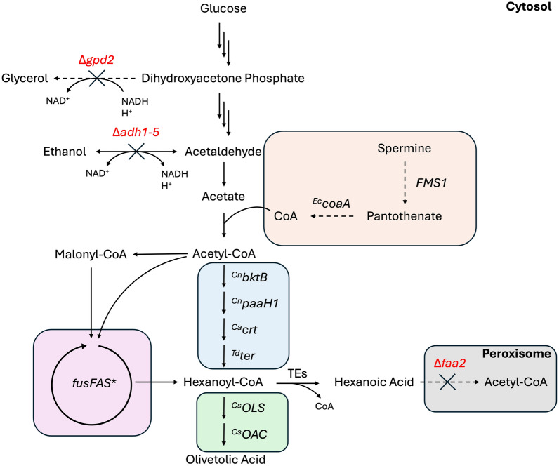 Schematic of engineered metabolic pathways for hexanoic acid and olivetolic acid biosynthesis in S. cerevisiae. CoA biosynthesis pathway (orange), rBOX pathway (blue), FAB pathway (purple), olivetolic acid biosynthesis pathway (green), peroxisomal β-oxidation (gray). Upregulated genes (black) and knocked out genes (red) are illustrated. rBOX—reverse β-oxidation; FAB—fatty acid biosynthesis; CoA—coenzyme A; Ec—Escherichia coli; Cn—Cupriavidus necator; Ca—Clostridium acetobutylicum; Td—Treponema denticola; Cs—Cannabis sativa; gpd2—glycerol 3-phosphate dehydrogenase 2, adh1-5—alcohol dehydrogenase 1–5; bktB—β-ketothiolase; paaH1—3-hydroxyacyl-CoA dehydrogenase; crt—short-chain enoyl-CoA hydratase; ter—trans-2-enoyl-CoA reductase; faa2—medium-chain fatty acyl-CoA synthetase; fusFAS*—mutant fused fatty acid synthase; TEs—thioesterases; OLS—olivetol synthase; OAC—olivetolic acid cyclase
