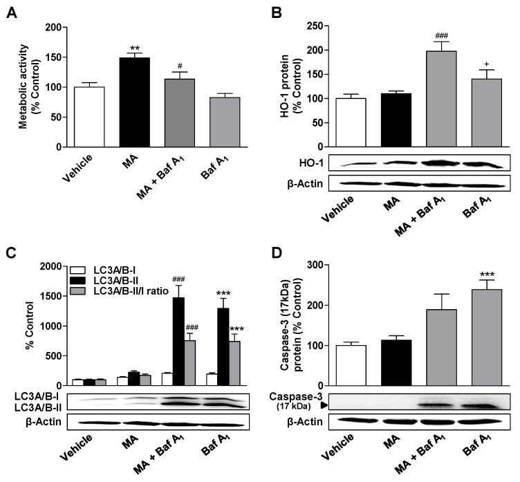 Influence of the autophagy inhibitor bafilomycin A1 (Baf A1) on the effects of MA on metabolic activity, autophagy, apoptosis, and HO-1 expression. ADMSCs were pretreated for 30 min with bafilomycin A1 (100 nM) and after subsequent addition of MA (3 µM) or vehicle, the cells were co-incubated with the substances or vehicles for 24 h. Afterwards, the cells were analyzed for metabolic activity (A), HO-1 (B), and LC3A/B-I/II (C) expression as well as caspase-3 cleavage (D). The protein expression values were normalized to β-actin. The same actin blot was used as control in (B,C), since the proteins analyzed in these Western blots were resolved on the same gel. The percentage control provides a comparison with the vehicle-treated group (set to 100%). The data represent mean values ± SEM of n = 9 (A,D) or n = 12 (B,C) different donors. ** p < 0.01, *** p < 0.001 vs. vehicle control; # p < 0.05, ### p < 0.001 vs. MA; + p < 0.05 vs. MA + Baf A1; one-way ANOVA with Bonferroni’s post hoc test.