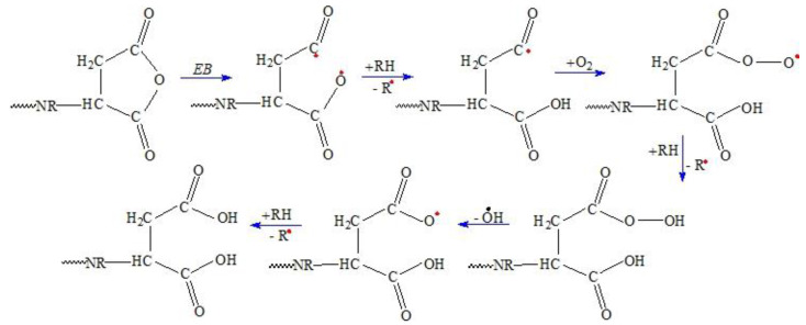 Proposed degradation mechanisms for maleated NR.
