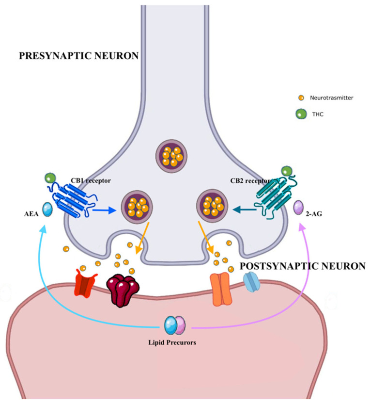 Molecular mechanisms associated with cannabis effects. Abbreviations: AEA: anandamide, CB1 receptor: cannabinoid 1 receptor, CB2 receptor: cannabinoid 1 receptor, THC: tetrahydrocannabinol.