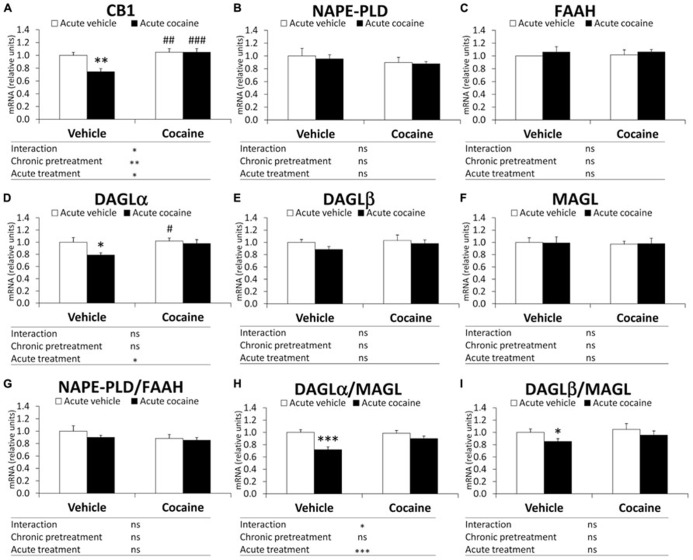 Relative mRNA levels of components of the eCB signaling system [CB1 (A), NAPE-PLD (B), FAAH (C), DAGLα (D), DAGLβ (E), MAGL (F), NAPE-PLD (G), DAGLα/MAGL (H), and DAGLβ/MAGL (I)] in the mouse cerebellum after chronic pretreatment (vehicle and cocaine) and acute treatment (vehicle and cocaine). Histograms represent the mean ± SEM (n = 8/group). Two-way ANOVA: ns, no significance; *P < 0.05, **P < 0.01, ***P < 0.001. Bonferroni: *P < 0.05, **P < 0.01, ***P < 0.001 vs. vehicle–vehicle group; #P < 0.05, ##P < 0.01, ###P < 0.001 vs. vehicle–cocaine group.