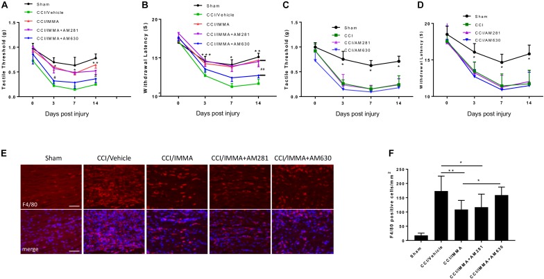 The analgesic effects of IMMA in CCI mice were partially mediated by CB2 cannabinoid receptor. Co-administration of IMMA with the CB1 receptor antagonist AM281 in the CCI mouse resulted in similar anti-allodynic and anti-hyperalgesia effects to the IMMA alone treatment group (A,B). Treatment with IMMA and the CB2 receptor antagonist AM630 exhibited a tendency of reduced mechanical thresholds compared to the IMMA alone group (A; ∗p < 0.05, ∗∗p < 0.01 compared between CCI/vehicle and CCI/IMMA; #p < 0.05 between CCI/IMMA and CCI/IMMA plus AM630, n = 10/group). The thermal withdrawal latency was significantly reduced in IMMA and AM630 treatment group compared to the IMMA alone group (B; ∗p < 0.05; ∗∗p < 0.01; and ∗∗∗p < 0.001 were obtained when the CCI/vehicle group was compared to the IMMA treatment groups; ##p < 0.01 compared between IMMA group and IMMA plus AM630 treatment group, n = 10/group). Cannabinoid receptor antagonists alone had no effect on neuropathic pain. The CCI mice treated with AM281 or AM630 exhibited similar tactile threshold (C) and thermal withdrawal latency (D) to the CCI group. ∗p < 0.05 was obtained when the CCI/vehicle, AM281 and AM630 treated groups were compared to the sham group (n = 7/group). Macrophage infiltration to the injured sciatic nerve at 14 days post-CCI was also significantly reduced by IMMA treatment, and this effect was reversed by addition of AM630, but not AM281 (E,F; ∗p < 0.05; ∗∗p < 0.01; and ∗∗∗p < 0.001. n = 6/group). Data obtained for neuropathic pain behaviors (A–D) were analyzed using two-way ANOVA, and one-way ANOVA was used for quantifying the differences in F4/80 staining among the various groups (F). The Tukey-Kramer post hoc test was used for all the comparison. The merged images in E showed the co-localization of F4/80 (red) and DAPI (blue for nuclei staining). Scale bar = 250 μm.