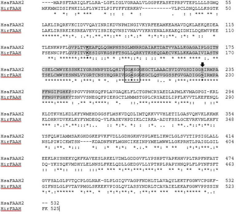 Sequence analysis of FAAH proteins. Clustl O alignments of human FAAH2 (HsaFAAH2) and the predicted FAAH of H. verbana (HirFAAH). Both the HsaFAAH2 active site catalytic triad (K131-S206-S230) and the predicted catalytic triad of HirFAAH (K126-S201-S225A) are in bold and underlined. The catalytic nucleophiles of HsaFAAH2 S230 and HirFAAH S225 are indicated with the black arrow. The GXSCG consensus sequence for serine hydrolases is boxed in black and the conserved amidase signature sequence is highlighted in grey.
