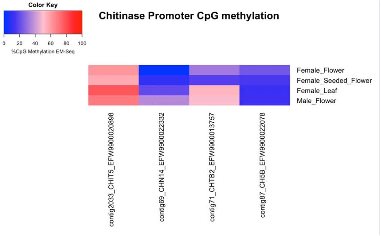 EM-Seq evaluation of CpG methylation 2,000 bases upstream of the Transcriptional Start Sites (TSS) for 4 different sample types (y-axis) of the most differentially expressed genes in the genome. Some of the most differentially expressed genes are 4 chitinases (x-axis).The TSSs that are CpG hypomethylated are shown in blue and the TSSs that are CpG hypermethylated are shown in red. TSSs that are CpG hypomethylated are suggested to be actively transcribed.
