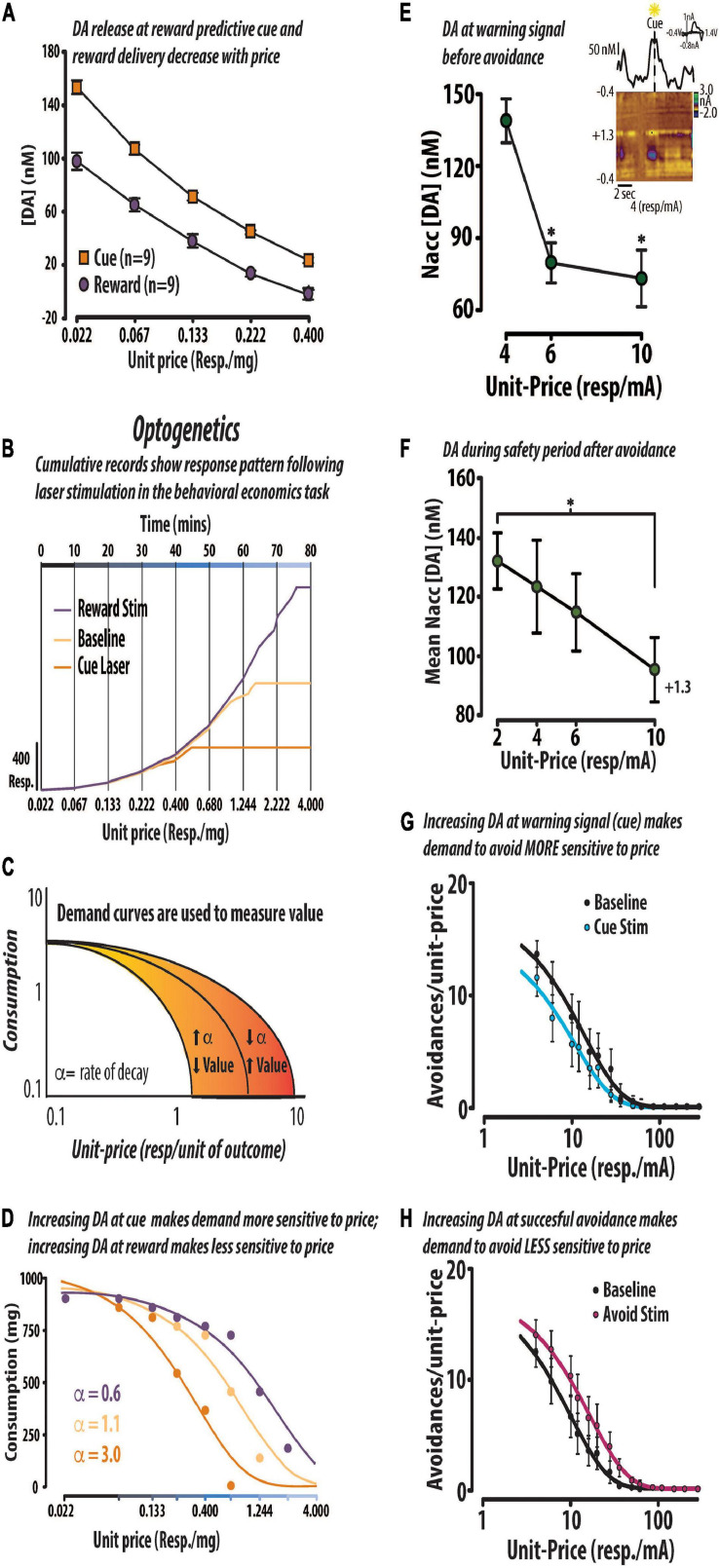 DA value signals encode price and modify the maximal price rats will pay for positive or negative reinforcement. Positive reinforcement: DA (DA) concentration (mean ± SEM) evoked by a reward predictive cue and delivery of a 45 mg sugar pellet decreased across the first five prices in a within-session behavioral economics-based task. In this task, the unit-price (responses/mg sugar) increased across fixed epochs of time (A). Optogenetic stimulation alters price sensitivity in a representative rat. Cumulative response records from one animal responding in the behavioral economic task under baseline conditions (light orange), and those in which DA release is amplified at cue presentation (dark orange) and at reward delivery (purple) (B). Changes in value were assessed using demand curves which measure changes in consumption in response to changes in unit-price. We formally extracted a dependent measure of value (i.e., α) which, represents the rate at which demand curve decay. Demand decays at a faster rate when the animal becomes more sensitive to price. As the animal is willing to pay less for the commodity, we would interpret the resulting increase in α as a decrease in value (C). The same data from the cumulative records in panel (B) are replotted in the form of demand curves to illustrate the optogenetic-induced shifts in value (D). Negative reinforcement: The concentration of DA evoked by a warning signal that predicted the opportunity to avoid decreased with the price to avoid. Inset: Representative avoidance trial shows that DA concentration began increasing in anticipation of warning signal presentation (E). The concentration of DA release events during the safety period decreased with price in trials in which the rat successfully avoided electrical foot shock (F). Optogenetic activation of VTA DA neurons at the warning signal made animals more sensitive to price, consistent with a negative reward prediction error (G). In contrast, optically stimulating DA neurons at successful avoidance made animals less sensitive to price, consistent with a positive reward prediction error (H). Republished from Schelp et al. (2017) and Pultorak et al. (2018). ∗p < 0.05.