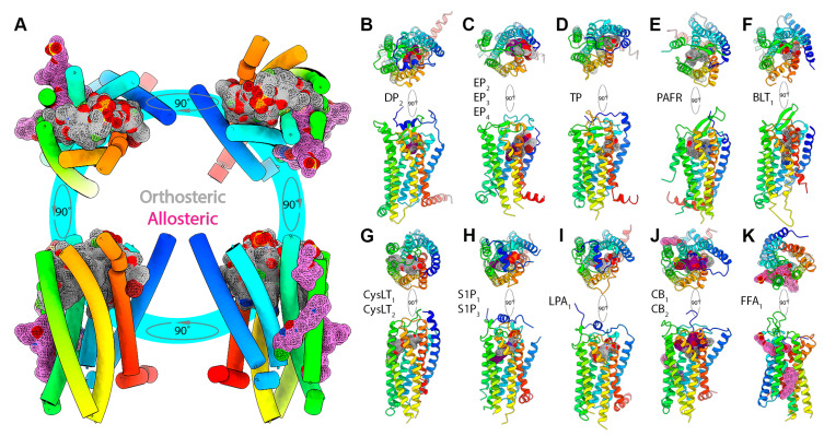 (A) Distribution of bound ligands in the orthosteric site (surface mesh representation with carbon, oxygen, nitrogen, and phosphorus atoms colored grey, red, blue, and orange, respectively) and allosteric sites (pink surface mesh) in a representative lipid receptor structure illustrated using cylinder (helices only) representation. Distribution of bound orthosteric agonists (surface mesh representation with carbon, oxygen, nitrogen, and phosphorus atoms colored purple, red, blue, and orange, respectively) and antagonists (grey surface mesh), and allosteric antagonists (pink surface mesh) bound to structures belonging to (B) DP2, (C) EP2,3,4, (D) TXA2, (E) PAFR, (F) BLT1, (G) cysLT1,2, (H) S1P1,3, (I) LPA1, (J) CB1,2, and (K) FFA1.