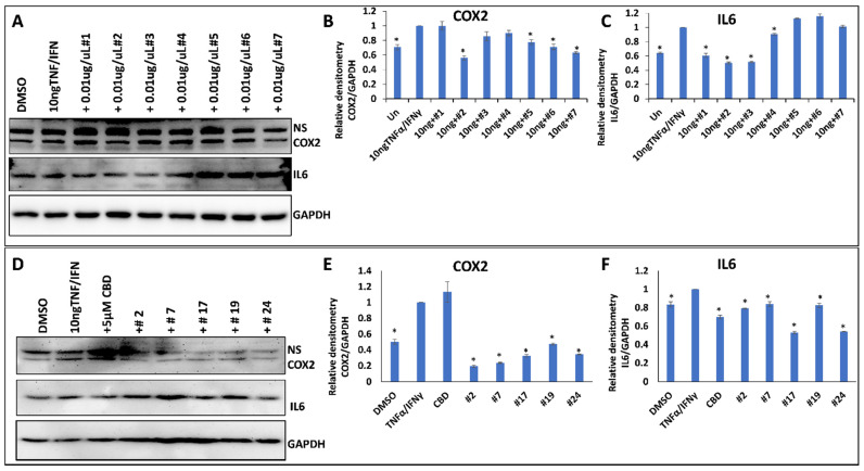 The effect of selected extracts on the expression of COX2 and IL6 in WI38 cells treated by 10 ng/mL TNF-α/IFN-γ. (A)—Western blot image of COX2, IL6 and GAPDH in response to DMSO, 10 ng/mL TNF-α/IFN-γ, or TNF/IFN together with one of the extracts, from #1 to #7. (B)—ImageJ calculated the densitometry of COX2 for samples #1–#7. (C)—ImageJ calculated the densitometry of IL-6 for samples #1–#7. (D)—Western blot image of COX2, IL6 and GAPDH in response to DMSO, 10 ng/mL TNF-α/IFN-γ, 10 ng/mL TNF-α/IFN-γ plus 5 µM CBD, or TNF/IFN together with one of the extracts—#2, #7, #17, #19 and #24. (E)—ImageJ calculated densitometry of COX2 for samples #2, #7, #17, #19 and #24. (F)—ImageJ calculated densitometry of IL-6 for samples #2, #7, #17, #19 and #24. Data are shown as average relative to GAPDH, calculated from 3 independent measurements, with SE. Asterisks show significant difference from TNF-α/IFN-γ treatment (p < 0.05). NS—non-specific binding.