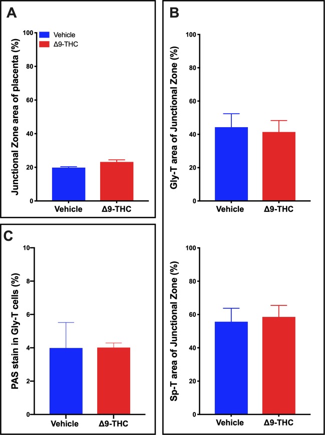 Exposure to 3 mg/kg Δ9-THC during gestation has no measurable effect on junctional zone size or composition at E19.5. (A) Percentage of junctional zone area of total placenta. (B) Analysis of the glycogen trophoblast (Gly-T) and spongiotrophoblast (Sp-T) complement of the junctional zone. (C) Percentage of PAS staining in Gly-T in junctional zone. For junctional zone, 6-images/placenta were taken at 10x. Graphs present mean ± SEM.