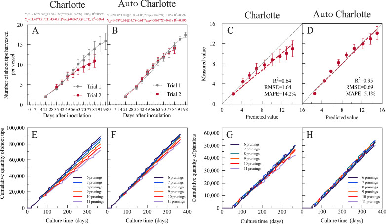 Panel of eight scientific graphs comparing ‘Charlotte’ and ‘Auto Charlotte’ cultivars. Panels A and B present cumulative shoot tip yield and Logistic model fitting curves at an inoculation density of two mother plants per vessel. Panels C and D validate model performance by plotting measured vs. model-predicted values. Panels E and F show model-simulated annual cumulative shoot tip yield under 6–11 harvesting batches per culture cycle for ‘Charlotte’ and ‘Auto Charlotte’, respectively; Panels G and H display the corresponding annual cumulative plantlet yield for the two cultivars. Distinct colored lines denote different harvesting batch numbers within one culture cycle.