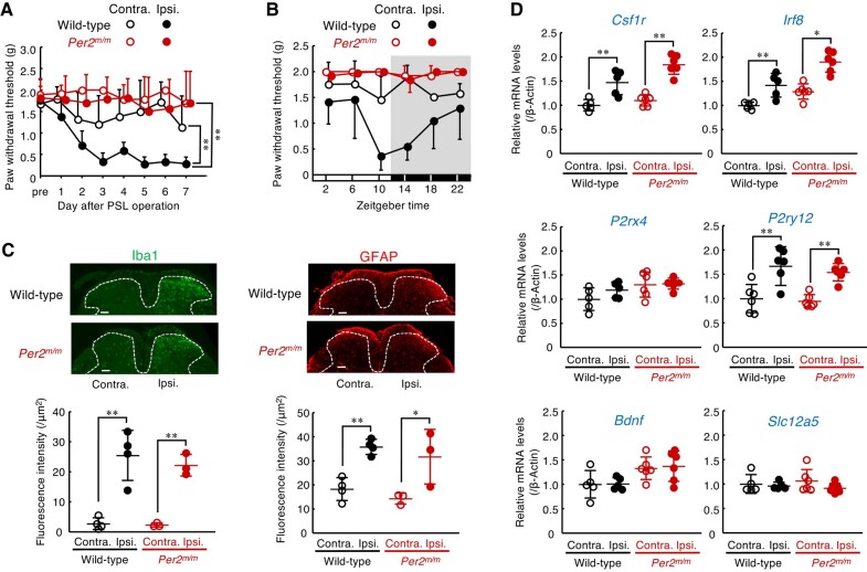 Per2m/m mice fail to produce neuropathic pain hypersensitivity. A) The withdrawal threshold of contralateral (contra.) and ipsilateral (ispi.) hind paws of male wild-type and male Per2m/m mice following PSL. The threshold was assessed at ZT10. Values are shown as means with SD (n = 6). **P < 0.01, significant difference between the two groups (group: F3,158 = 53.581; P < 0.001, day; F7,158 = 4.166; P < 0.001, interaction; F21,158 = 1.919; P = 0.013, two-way ANOVA with Tukey–Kramer's post hoc test). B) Temporal profiles of the PWT in male wild-type and male Per2m/m mice. The withdrawal threshold of contralateral (contra.) and ipsilateral (ispi.) hind paws of wild-type and Per2m/m mice were assessed on day 7 after PSL. Values are shown as means with SD (n = 5–6). Significant time-dependent variation is observed in the withdrawal threshold of the ipsilateral hind paw of wild-type but not Per2m/m mice (F5,24 = 4.137; P = 0.008 for wild-type, F5,30 = 1.451; P = 0.235 for Per2m/m, two-way ANOVA). C) Microglia and astrocyte activation in the spinal dorsal horn of male wild-type and male Per2m/m mice. Immunofluorescence staining with Iba1; a marker of microglia, and glial fibrillary acidic protein (GFAP); a marker of astrocyte, in the spinal cord at ZT10. Scale bar, 100 µm. The dorsal horn areas are surrounded by the dashed line. The lower panel shows the fluorescent intensity of Iba1-positive and GFAP-positive cells. Values are shown as mean with SD (n = 3–4). **P < 0.01, *P < 0.05, a significant difference between the two groups (F3,10 = 22.099, P < 0.001 for Iba1, F3,10 = 10.308, P = 0.002 for GFAP, one-way ANOVA with Tukey–Kramer's post hoc test). D) The mRNA levels of Csf1r, Irf8, P2rx4, P2ry12, Bdnf, and Slc12a5 in the spinal cord of male wild-type and male Per2m/m mice. The mRNA levels were assessed at ZT10. Values are shown with SD (n = 5–6). **P < 0.01, *P < 0.05, significant difference between two groups (F3,18 = 25.413, P < 0.001 for Csf1r, F3,18 = 22.682, P < 0.001 for Irf8, F3,18 = 2.877, P = 0.065 for P2rx4, F3,20 = 18.682, P < 0.001 for P2ry12, F3,18 = 3.466, P = 0.038 for Bdnf, F3,18 = 0.871, P = 0.475 for Slc12a5; one-way ANOVA with Tukey–Kramer's post hoc test).