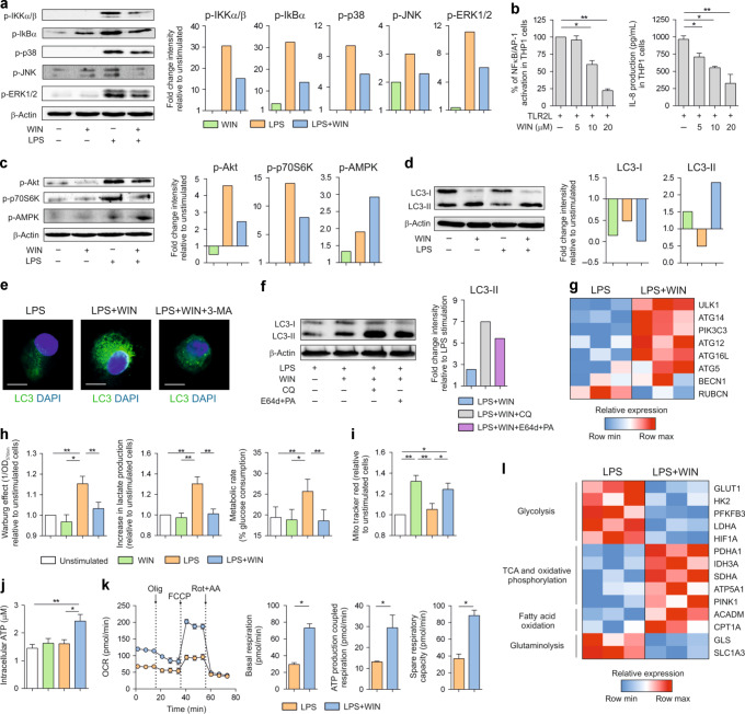 Triggering of CBRs inhibits inflammatory signalling pathways and promotes autophagy and metabolic rewiring in human DCs.a Left, western blot of protein extracts from hmoDCs stimulated for 15 min in the indicated conditions. Right, quantification of the reactive phosphorylated bands by scanning densitometry. b TLR2L-induced NFκB/AP-1 activation and IL-8 production by THP1-XBlueTM cells with different doses of WIN55212-2 (WIN) for 18 h (n = 5). c Left, western blot of hmoDCs stimulated for 30 min in the indicated conditions. Right, quantification of the reactive phosphorylated bands by scanning densitometry. d Left, western blot of hmoDCs stimulated for 18 h in the indicated conditions. Right, quantification of the reactive bands by scanning densitometry. e Representative confocal images of LC3 staining of hmoDCs stimulated for 18 h in the indicated conditions. LC3 (green), DAPI (blue). White bars, 5 µm. f Left, western blot of hmoDCs preincubated with chloroquine (CQ) or E64d plus pepstatin A (PA) and stimulated for 18 h with LPS plus WIN55212-2. Right, quantification of the reactive bands by scanning densitometry. g Heatmap of autophagy-related gene expression after stimulation of hmoDCs with LPS or LPS/WIN55212-2 for 4 h. h Quantification of the induced Warburg effect and lactate content in cell-free supernatants relative to unstimulated hmoDCs and glucose consumption determined as metabolic rate of the indicated conditions (n = 8). i Fluorescence intensity of stimulated hmoDCs stained with Mito Tracker Red (n = 8). j Intracellular ATP levels in hmoDCs after 18 h of stimulation with the indicated conditions (n = 6). k Kinetic study of mitochondrial OCR in LPS or LPS/WIN55212-2-stimulated hmoDCs by sequential addition of oligomycin (Olig), FCCP, and rotenone/antimycin A (Rot + AA). Quantification of basal respiration, ATP production coupled respiration and spare respiratory capacity of hmoDCs are included (n = 6 of two independent experiments). l Heatmap of metabolism-related gene expression after stimulation of hmoDCs with LPS or LPS/WIN55212-2 for 4 h. Values are mean ± SEM. Statistical significance was determined using One-way Anova. *P < 0.05, **P < 0.01. p-IKKα/β, phosphorylated-IκB kinase subunits alpha and beta; p-IκB, phosphorylated-inhibitor of NFκB; p-p38, phosphorylated-p38 kinase; p-JNK, phosphorylated-c-Jun N-terminal kinase; p-ERK, phosphorylated-extracellular signal regulated kinase; NFκB, nuclear factor κB; AP-1, activation protein 1; p-Akt, phosphorylated-protein kinase B; p-p70S6K, phosphorylated-p70S6 kinase; p-AMPK, phosphorylated-AMP-activated protein kinase; LC3-I or II, microtubule-associated protein 1 A/1B-light chain 3-I or II; 3-MA, 3-methyladenine; ULK1, Unc-51 like kinase; ATG5 12, 14 or 16 L, autophagy-related gene 5, 14 or 16 L; PIK3C3, phosphatidylinositol 3-kinase catalytic subunit type 3; BECN1, Beclin; RUBCN, Rubicon; GLUT1, glucose transporter 1; HK2, hexokinase 2; PFKFB3, phosphofructokinase 3; LDHA lactate dehydrogenase, HIF1A hypoxia-inducible factor 1 alpha, PDHA pyruvate dehydrogenase, IDH3A isocitrate dehydrogenase, SDHA succinate dehydrogenase, ATP5A1 ATP synthase subunit alpha, PINK1 PTEN-induced kinase 1, ACADM acyl-coenzyme A dehydrogenase, CPT1A carnitine O-palmitoyltransferase 1, GLS glutaminase, SLC1A3 amino acid transporter 1.