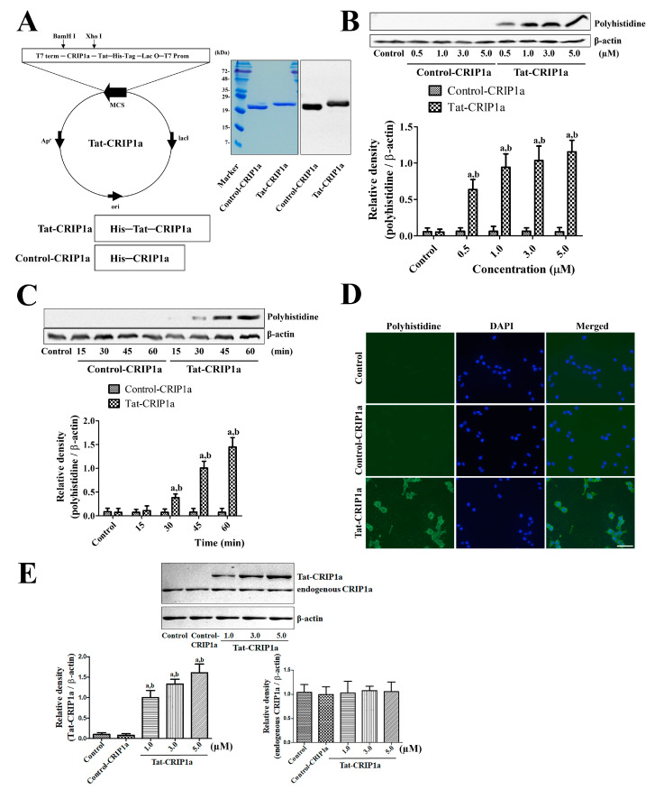 Construction of the control and Tat-CRIP1a fusion proteins and confirmation of efficient delivery into HT22 cells. (A) Expression and purification of the His-CRIP1a and Tat-His-CRIP1a proteins were confirmed by Coomassie brilliant blue staining and Western blot analysis with an anti-polyhistidine antibody. (B) The delivery of exogenous His-CRIP1a and Tat-His-CRIP1a proteins in various concentrations was evaluated by Western blot for polyhistidine at 60 min after the treatment. (C) Time-dependent delivery of 1 μM His-CRIP1a and Tat-His-CRIP1a proteins was confirmed by Western blot for polyhistidine. Bar graph represents the mean with standard deviation. (B) and (C) Density of polyhistidine and β-actin bands were analyzed and the data were calibrated using a ratio of polyhistidine/β-actin. A two-way ANOVA test was used to analyze the data followed by a Bonferroni’s post-hoc test (a p < 0.05, significantly different from the Control-CRIP1a group; b p < 0.05, significantly different from the Control group). Data are expressed as mean with standard deviation. (D) Visualization of internalized His-CRIP1a and Tat-His-CRIP1a proteins with immunocytochemical staining for polyhistidine at 60 min after treatment. Scale bar = 50 μm. (E) Penetration of exogenous Tat-CRIP1a and expression of endogenous CRIP1a proteins are confirmed by Western blot analysis with an anti-CRIP1a antibody. Data were expressed by ratio of Tat-CRIP1a/β-actin or endogenous CRIP1/β-actin. One-way ANOVA test was used to analyze the data followed by a Bonferroni’s post-hoc test (a p < 0.05, significantly different from the Control-CRIP1a group; b p < 0.05, significantly different from the Control group). CRIP1a: cannabinoid receptor–interacting protein 1a, Tat-CRIP1a: Tat-His-CRIP1a-treated ischemic.