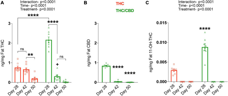 CBD inhibits THC metabolism. Fat THC and its metabolites as well as CBD concentrations were determined at various time-points, on the last treatment day (day 28), 2 weeks post-treatment (day 42), and 3 weeks post-treatment (day 50). (A) Fat THC levels were significantly altered based on time and the type of treatment. Data represented as mean ± SEM, **p < 0.01; ****p < 0.0001; +p < 0.05 (difference in fat THC levels at day 42 between THC and THC/CBD groups); 2-way ANOVA with Tukey’s multiple comparison test. (B) Fat CBD concentrations in the THC/CBD group significantly decreased over-time. Data represented as mean ± SEM, ****p < 0.0001 (difference in fat CBD levels between day 28 and day 42 or day 50); 1-way ANOVA with Tukey’s multiple comparison test. (C) Increased fat 11-OH-THC, metabolite of THC in the presence of CBD at day 28. No fat THC metabolites are detected at day 42 and day 50 (n = 7–8 mice per group). Data represented as mean ± SEM, ****p < 0.0001 (difference in fat 11-OH-THC levels at day 28 between THC and THC/CBD groups); 2-way ANOVA with Tukey’s multiple comparison test.