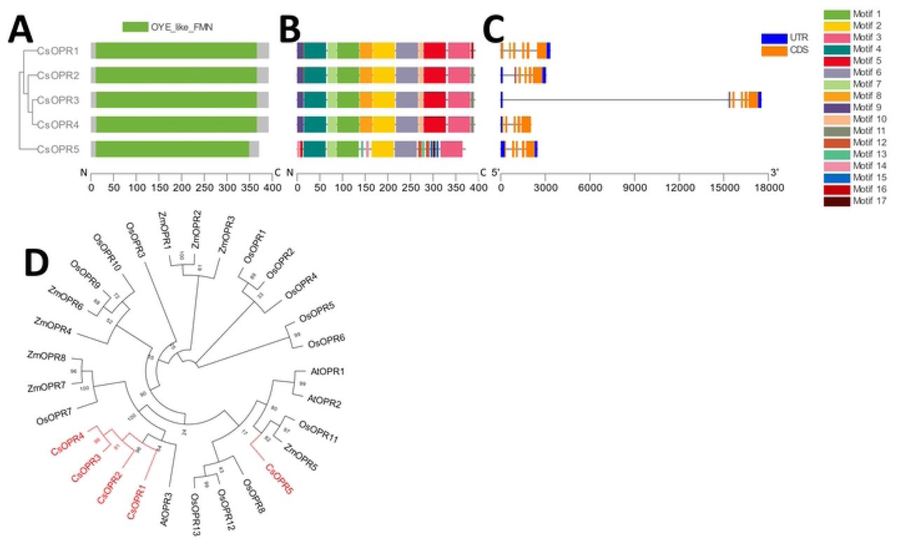 Phylogenetic, genetic, motif, and domain analysis of the CsOPR gene family. (A) Cladogram of peptide sequences and conserved domains. (B) Distribution of conserved peptide sequence motifs. Colors are described in legend; x-axis represents length of peptides in amino acids. (C) Diagram of genetic structure. Blue bars, orange bars, and gray lines represent untranslated regions, exons, and introns, respectively; x-axis represents length of gene in nucleotides. (D) Polar cladogram depicting evolutionary relationship with gene families of selected species. Node labels show confidence values from 1000 bootstrap replications.