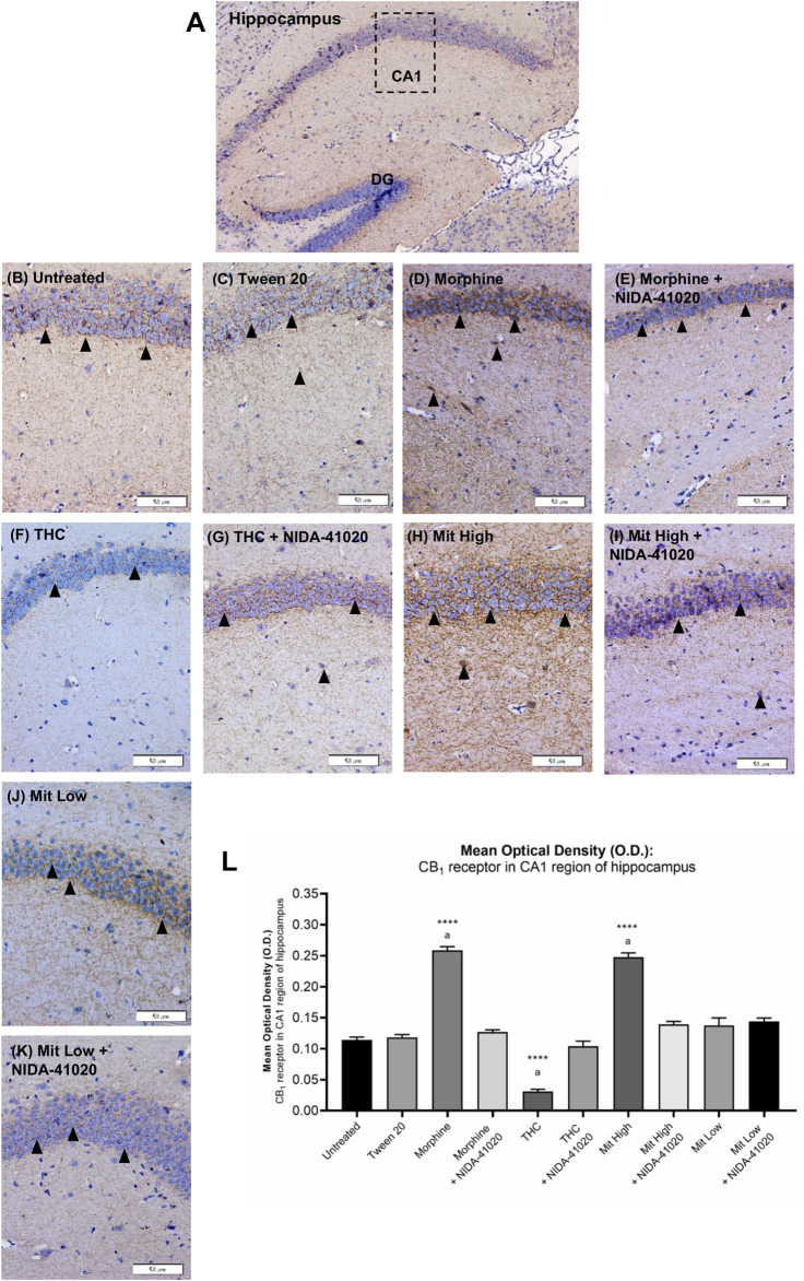 Effects of drug intervention on CB1 receptor staining in the (A) CA1 pyramidal region of the mice hippocampus (×100 magnification). The micrographs represent (B) untreated, (C) Tween 20, (D) morphine, (E) morphine + NIDA-41020, (F) THC, (G) THC + NIDA-41020, (H) high-dose mitragynine, (I) high-dose mitragynine + NIDA-41020, (J) low-dose mitragynine, and (K) low-dose mitragynine + NIDA-41020 groups at ×400 magnification. Arrowheads indicate CA1 pyramidal neurons surrounded by dense plexus of CB1 receptor immunoreactive fibers. (L) Densitometric analysis are shown as the mean + SEM of 15 replicates per group. ****p < 0.0001 vs Tween 20; a: p < 0.05 vs drug + NIDA-41020 groups (one-way ANOVA followed by post-hoc Tukey test). Bars = 50 µm.