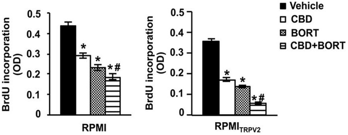 CBD mediated reduction in proliferation in RPMI (RPMI8226) and RPMITRPV2 cells. Assessment based on CBD (20 μM) and BORT (3 ng/mL) alone or together 67 (republished after obtaining permission from the author and journal). Results showing the effects of CBD (20 μM) and BORT (3 ng/mL) alone or together on their cytotoxic capabilities were also analyzed.